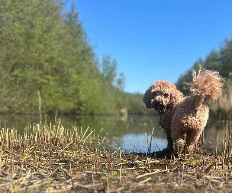Mantelzorg met hond